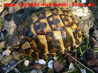 Italienische Landschildkröten Testudo hermanni hermanni wunderschöne Nachzuchten