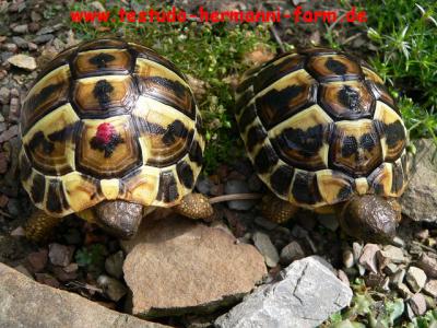 Italienische Landschildkröten Testudo hermanni hermanni wunderschöne Nachzuchten