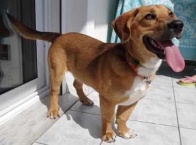 (Reserviert!) Padelis - kleiner netter Kerl sucht dringend ein tolles Zuhause!