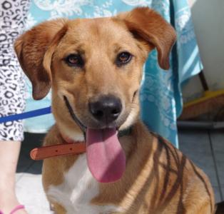 (Reserviert!) Padelis - kleiner netter Kerl sucht dringend ein tolles Zuhause!