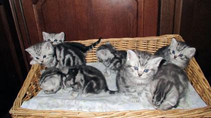 Reinrassige Britisch Kurzhaar Katzenbabys in black silver tabby classic Babykatzen vom Züchter