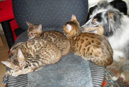 Bengalcats of Chadna – Bengal Kitten mit TICA-Papieren vom Hobbyzüchter