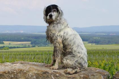 Lady, English Setter, ca. 10 Jahre sucht liebevollen Altersruhesitz