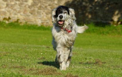 Lady, English Setter, ca. 10 Jahre sucht liebevollen Altersruhesitz