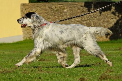 Lady, English Setter, ca. 10 Jahre sucht liebevollen Altersruhesitz