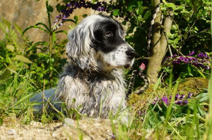 Lady, English Setter, ca. 10 Jahre sucht liebevollen Altersruhesitz