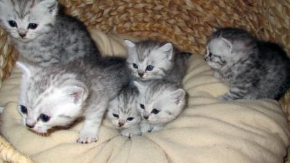 Reinrassige BKH Kitten Katzenbabys Babykatzen vom Züchter