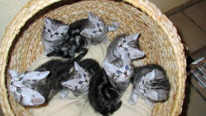 Reinrassige Britisch Kurzhaar Katzenbabys in black silver tabby classic Babykatzen vom Züchter