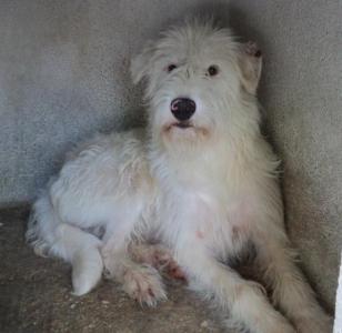 Tonia - scheue Maus sucht hundeerfahrene Leute mit viel Geduld!
