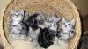 BKH Katzenbabys in black silver tabby classic Babykatzen vom Züchter, reinrassig