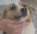 (reserviert) Lina - sucht eine neue Familie für tolle Spaziergänge!