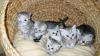 Reinrassige BKH Kitten Katzenbabys Babykatzen vom Züchter