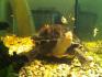 Wasserschildkröte mit Aquarium abzugeben