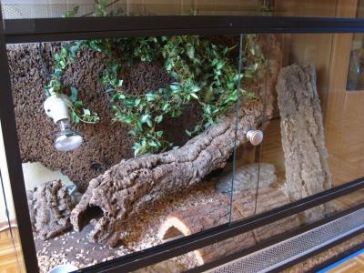 *** Griechische Landschildkröte + Terrarium ***