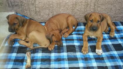 Rhodesian Ridgeback Welpen 2 Rüden 1 Mädchen suchen ab sofort gut