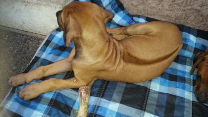 Rhodesian Ridgeback Welpen 2 Rüden 1 Mädchen suchen ab sofort gut