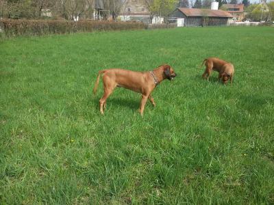 Rhodesian Ridgeback Welpen 2 Rüden 1 Mädchen suchen ab sofort gut