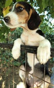 (Vorgemerkt!) Rocky - sucht eine tolle Familie!