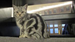 Liebevoller Whiskaskäter in black silver tabby vom Züchter - reinrassig, Papiere