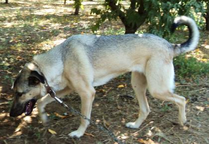 Melina - sucht Leute mit Hundeerfahrung!