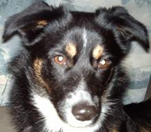 (Vorgemerkt!) Stan - ein absolut toller und netter, kleiner Hund! :)