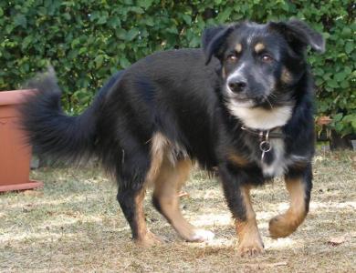 (Vorgemerkt!) Stan - ein absolut toller und netter, kleiner Hund! :)