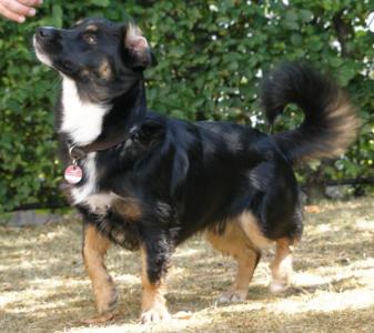 (Vorgemerkt!) Stan - ein absolut toller und netter, kleiner Hund! :)