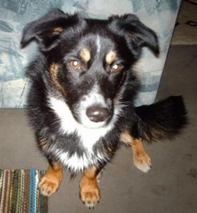 (Vorgemerkt!) Stan - ein absolut toller und netter, kleiner Hund! :)