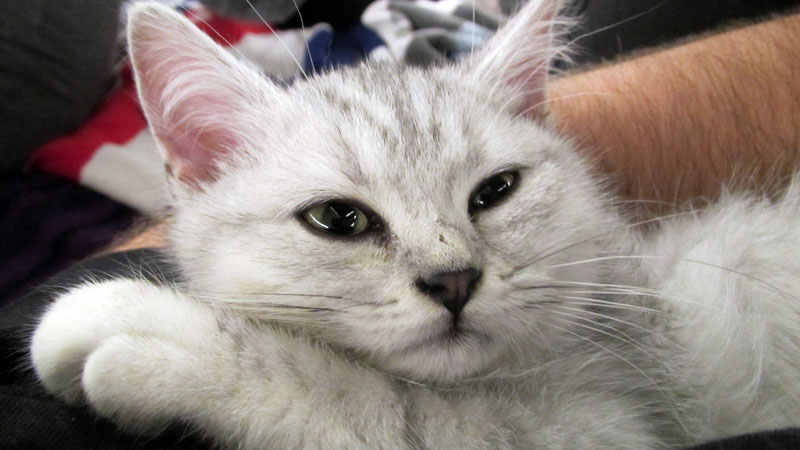 Britisch Kurzhaar Baby Katzen Weiß / Britisch-Kurzhaar-Babys " vom
