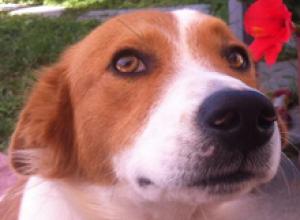 (Vorgemerkt!) Charoulis - ein ruhiger, sanfter Familienhund! :)