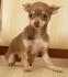 Chihuahuamädchen sucht liebes Zuhause