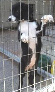 (Reserviert!) Faidra - auf der Suche nach einer tollen Familie!