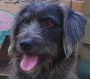 Bubis - bringt in seiner neuen Familie 