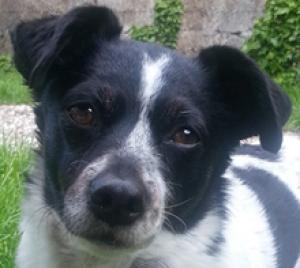 Lola - auf der Suche nach einer neuen tollen Familie!