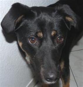 (Vorgemerkt!) Petunia/Jessy - auf der Suche nach einer neuen Familie!