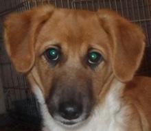 (Pflegestelle 40885)  Thore - ein ganz toller kleiner Familienhund!