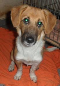(Pflegestelle 40885)  Thore - ein ganz toller kleiner Familienhund!