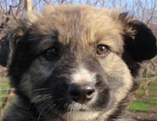 (Reserviert!) Gary - er ist auf der Suche nach einem tollen Zuhause!