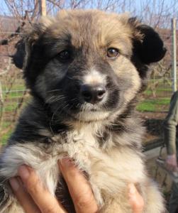 (Reserviert!) Gary - er ist auf der Suche nach einem tollen Zuhause!