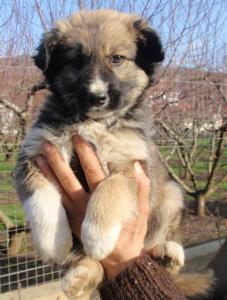 (Reserviert!) Gary - er ist auf der Suche nach einem tollen Zuhause!