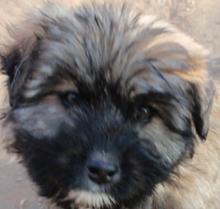 (Reserviert!) Harry - er ist auf der Suche nach einem tollen Zuhause!