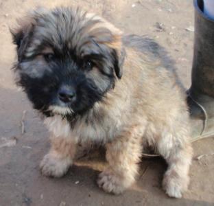 (Reserviert!) Harry - er ist auf der Suche nach einem tollen Zuhause!