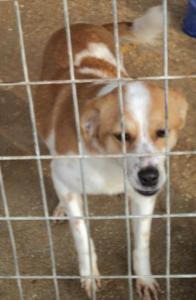 Thalia - vorsichtige Hündin sucht eine Familie mit viel Liebe und Geduld!