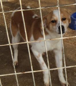 Thalia - vorsichtige Hündin sucht eine Familie mit viel Liebe und Geduld!