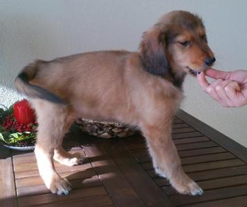(Reserviert!) Toffee - er ist noch ein wenig schüchtern! :)