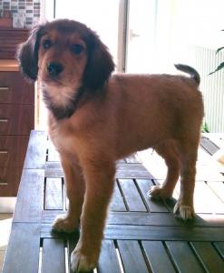 (Reserviert!) Toffee - er ist noch ein wenig schüchtern! :)