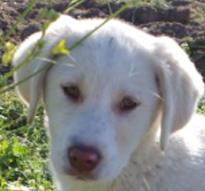 (Pflegestelle gefunden) Memphis -  aufgeschlossener toller Welpe, muss von der Straße!