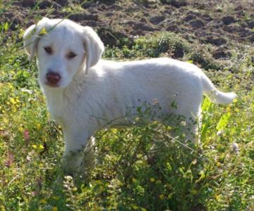 (Pflegestelle gefunden) Memphis -  aufgeschlossener toller Welpe, muss von der Straße!