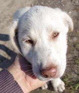 (Pflegestelle gefunden) Memphis -  aufgeschlossener toller Welpe, muss von der Straße!