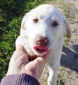 (Pflegestelle gefunden) Memphis -  aufgeschlossener toller Welpe, muss von der Straße!